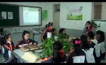 植物标本视频,探索自然之美与生命奥秘